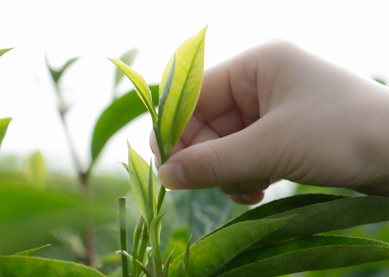 Application of CRM Ceramic Membranes in Tea Beverage Extraction